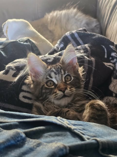 Past litter Maine Coon kittens